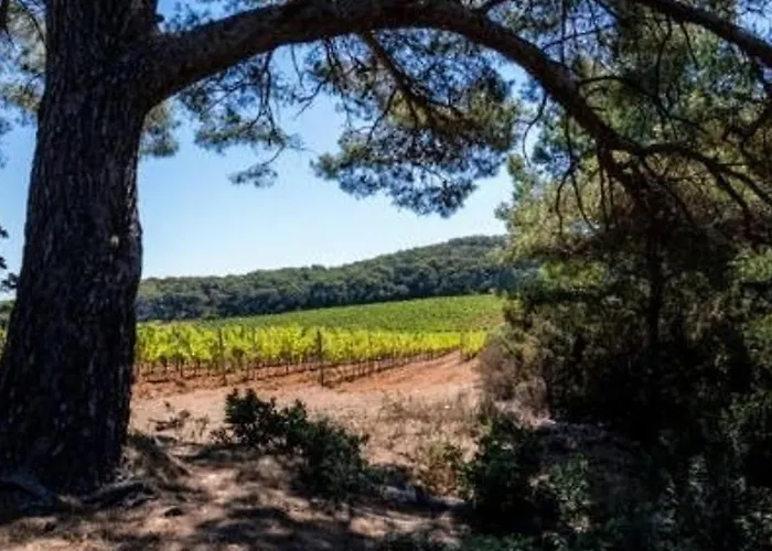 4 Couchages Avec Terrasse, Parking Et Proche Au Lavandou - Fr-1-251-240