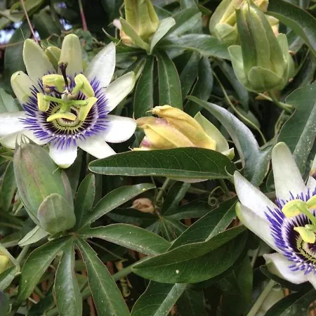 Apartment 4 Couchages Avec Terrasse, Parking Et Proche Au Lavandou - Fr-1-251-240