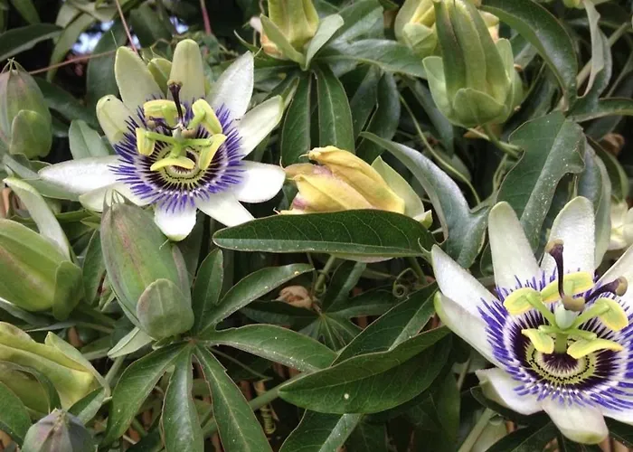 Apartman 4 Couchages Avec Terrasse, Parking Et Proche Au Lavandou - Fr-1-251-240